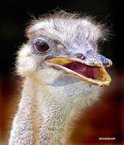 Ostrich