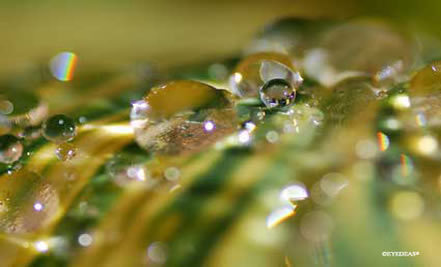 DewDrop - PCWorld Kodak winner